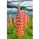 Photo Courtesy of Westcountry Nurseries 