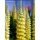Photo Courtesy of Ball Horticultural Company