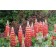 Photo Courtesy of Ball Horticultural Company