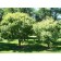 By <a href="//commons.wikimedia.org/wiki/User:Bruce_Marlin" title="User:Bruce Marlin">Bruce Marlin</a> - Own work <a rel="nofollow" class="external free" href="http://www.cirrusimage.com/tree_Amur_maackia.htm">http://www.cirrusimage.com/tree_Amur_maackia.
