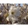 ROYAL STAR MAGNOLIA ©photo ArborTanics Inc.
