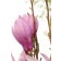 Photo Courtesy of Bailey Nurseries Inc.