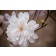 Photo Courtesy of Bailey Nurseries Inc.
