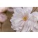Photo Courtesy of Bailey Nurseries Inc.