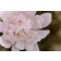 Photo Courtesy of Bailey Nurseries Inc.