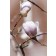 Photo Courtesy of Bailey Nurseries Inc.