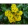 Mahonia Flower-Generic