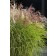 Photo Courtesy of Concept Plants