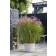 Photo Courtesy of Concept Plants