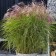 Photo Courtesy of Concept Plants