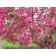 PRAIRIFIRE FLOWERING CRABAPPLE ©photo ArborTanics Inc.