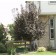 THUNDERCHILD FLOWERING CRABAPPLE ©photo ArborTanics Inc.