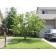 FLAME GINNALA MAPLE -Clump  ©photo by ArborTanics inc.