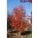 Photo Courtesy of Blue Heron Farm