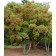 Photo Courtesy of Bailey Nurseries Inc.