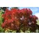 Photo Courtesy of Russell's Nursery Inc.