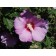 Minerva Rose Of Sharon ©photo ArborTanics Inc.