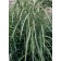 Photo Courtesy of Bailey Nurseries Inc.