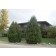 Mission Arborvitae...©photo ArborTanics Inc.