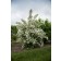 Photo Courtesy of Bailey Nurseries Inc.