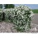 Photo Courtesy of Bylands Nurseries Ltd.