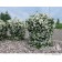 Photo Courtesy of Bylands Nurseries Ltd.