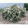Photo Courtesy of Bylands Nurseries Ltd..