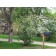 Mohican Viburnum...©photo ArborTanics Inc.