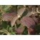 Mohican Viburnum-fall...©photo ArborTanics Inc.
