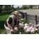 Sarah Bernhardt Peony...Photo ArborTanics Inc.