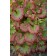 Photo Courtesy of Walter's Gardens, Inc.