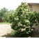 Nannyberry Viburnum...©photo ArborTanics Inc.