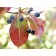 Nannyberry Viburnum...©photo ArborTanics Inc.