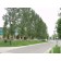 NARROWLEAF COTTONWOOD-Longmont, Colorado ©photo ArborTanics Inc.