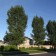 Narrowleaf Cottonwood...©photo ArborTanics Inc.