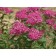 Neon Flash Spirea...©photo ArborTanics Inc.