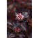 Photo Courtesy of Bailey Nurseries Inc.