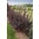 Photo Courtesy of Bailey Nurseries Inc.