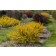 Photo Courtesy of Bailey Nurseries Inc.