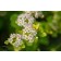 Photo Courtesy of Bailey Nurseries Inc.