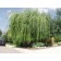 NIOBE WEEPING WILLOW ©photo ArborTanics Inc.