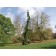 UPRIGHT WEEPING NORWAY SPRUCE ©photo ArborTanics Inc.