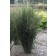Photo Courtesy of Bailey Nurseries Inc.