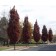 SCARLET LETTER® / CRIMSON SPIRE® OAK (high branched for streetscape) ©photo David Spahn
