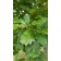 Photo Courtesy of Bailey Nurseries Inc.