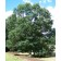 By <a href="//commons.wikimedia.org/wiki/User:Bruce_Marlin" title="User:Bruce Marlin">Bruce Marlin</a> - Own work <a rel="nofollow" class="external free" href="http://www.cirrusimage.com/tree_swamp_white_oak.htm">http://www.cirrusimage.com/tree_swamp_whit