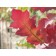RED OAK ©photo by ArborTanics inc.
