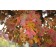 RED OAK ©photo by ArborTanics inc.