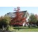 SHINGLE OAK ©photo ArborTanics Inc.