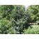 OAKLEAFMOUNTAIN ASH ©photo ArborTanics Inc.